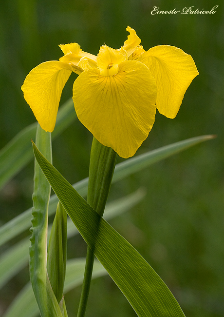 Iris pseudacorus